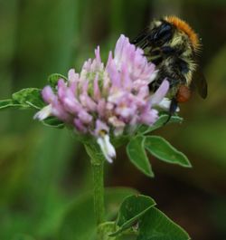 Close-up of bee on flower