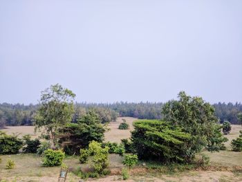 Trees on field against clear sky