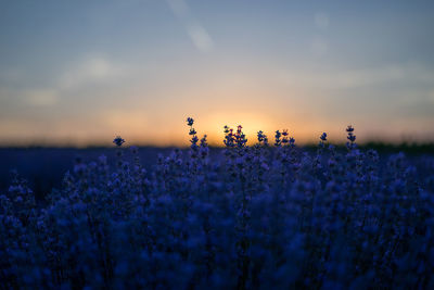 Close-up of lavender field against sky during sunset