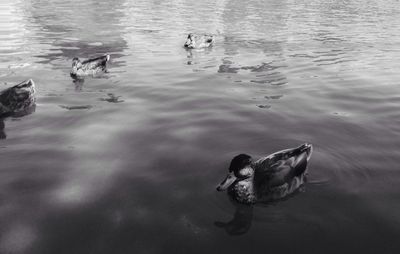 Ducks swimming in lake