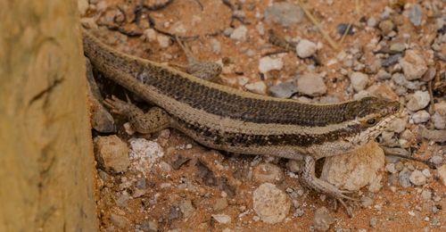 Kalahari tree skink in etosha, a national park of namibia