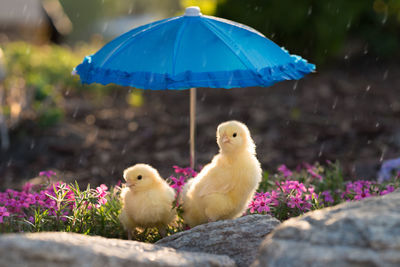 Close-up of baby chickens with small blue umbrella perching on rock during rainy season