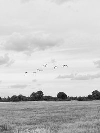 Birds flying over grassy field against sky