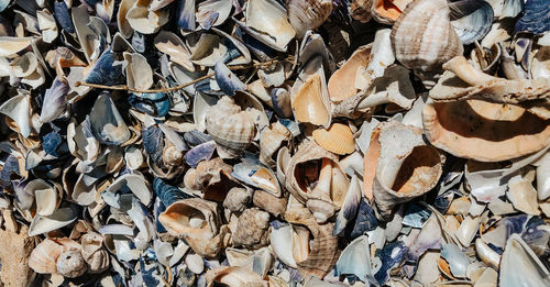 Full frame shot of seashells