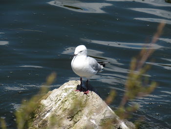 High angle view of bird perching on lake