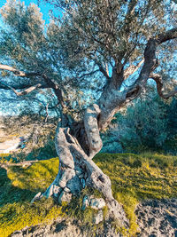 Tree growing on rock