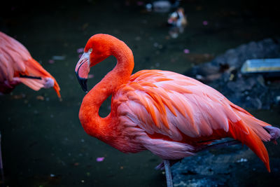 Close-up of flamingo 