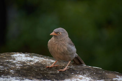 Close-up of bird perching on rock