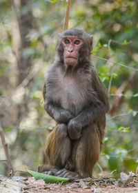 Monkey in cage at zoo