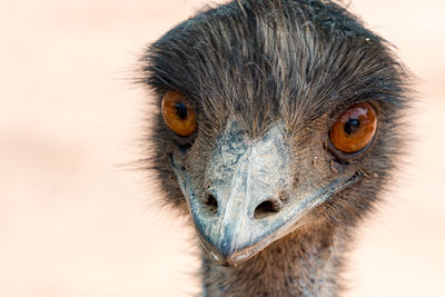 Close-up portrait of a owl