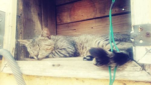 Cat relaxing on couch