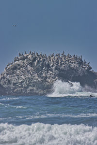 View of bird on rock in sea against clear sky