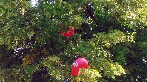 Red berries on tree