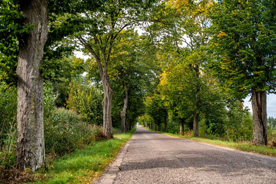 Road amidst trees in forest