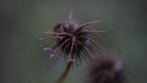 Close-up of wilted flower