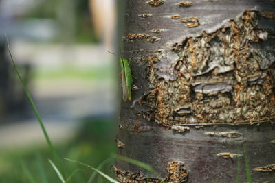 Close-up of tree trunk