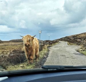 Sheep in car on road against sky