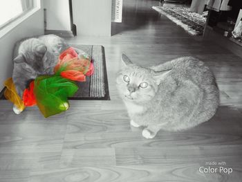 Portrait of cat on table