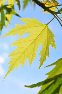 Close-up of green leaves on twig against sky