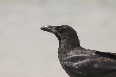 Close-up of a bird