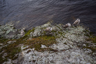 High angle view of great black-backed gulls on rock by lake