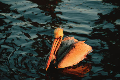 Close-up of pelican swimming in lake