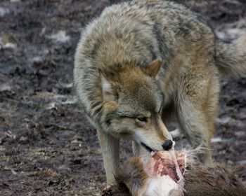 Wolf feeding dead animal on field