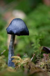 Close-up of mushroom