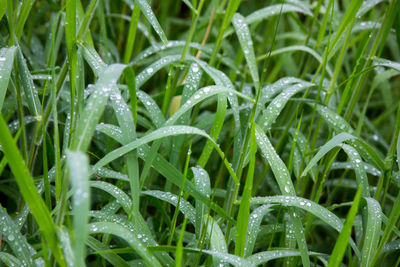 Close-up of wet grass