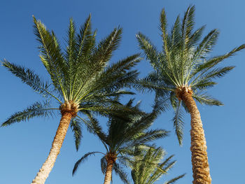 Low angle view of coconut palm tree against blue sky