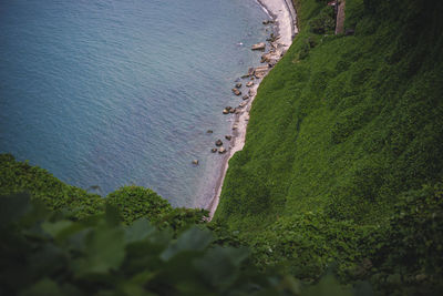 High angle view of plant on beach