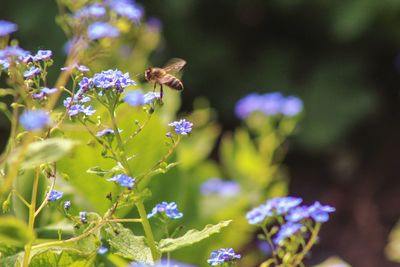 Close-up of bee pollinating on purple flower