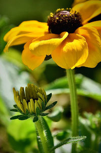 Close-up of yellow flowering plant