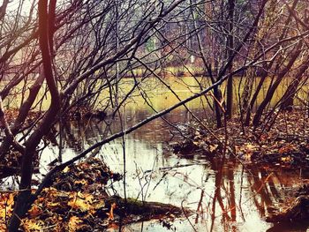 Bare trees by lake against sky