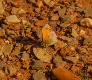 High angle view of butterfly on rock