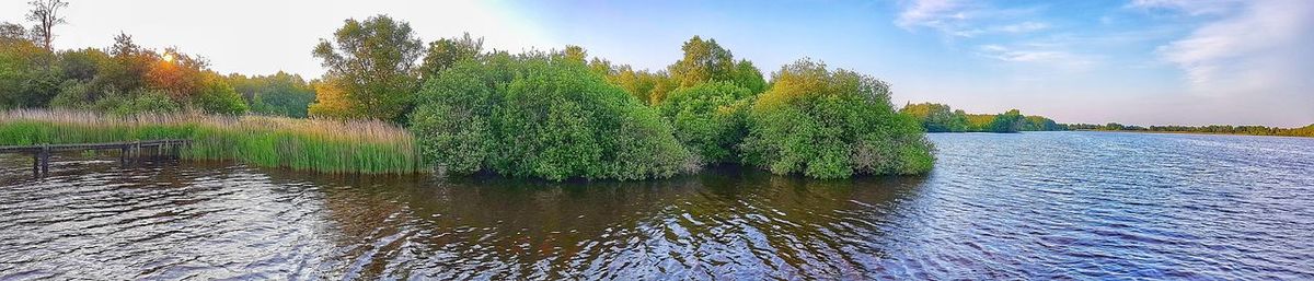 Plants growing by lake against sky