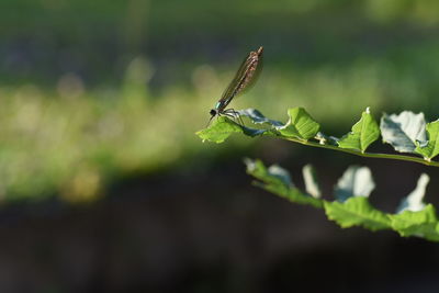 Close-up of insect on plant