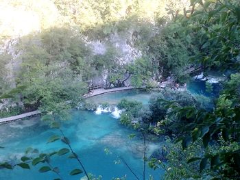 High angle view of trees by river in forest