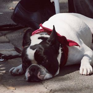 Close-up of dog sleeping