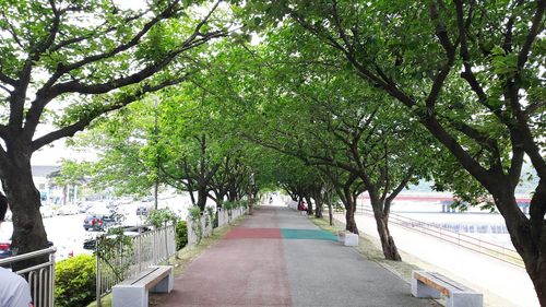 View of trees along road