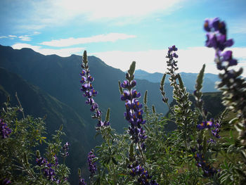 Close-up of purple flowering plants against sky