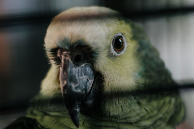 Close-up of bird