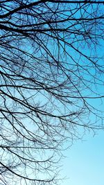 Low angle view of bare trees against blue sky