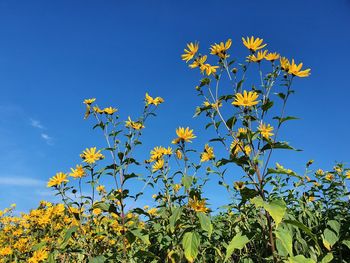 Low angle view of flowering plant against blue sky