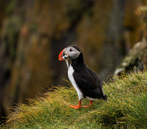 Puffin carrying saltwater eels in beak on grass