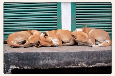 Close-up of dog resting on ground