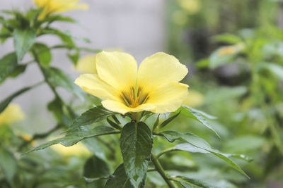 Close-up of yellow flowering plant