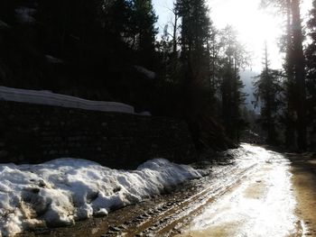 Snow covered land by trees in forest