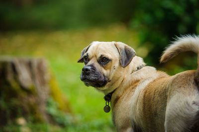 Close-up of dog outdoors