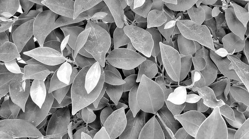 Full frame shot of leaves